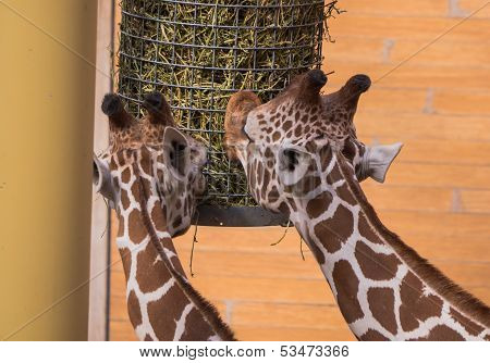 Two Giraffe Eating