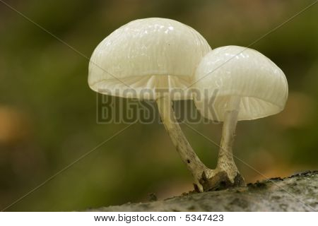 Oudemansiella Mucida