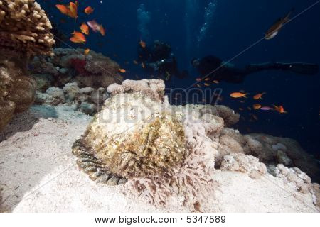 바다, 산호와 Stonefish
