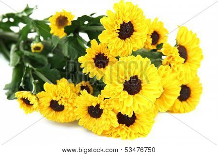Beautiful yellow chrysanthemum isolated on white