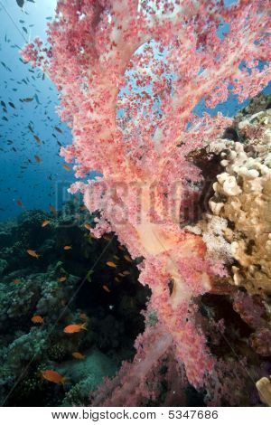 Mare, sole e pesce
