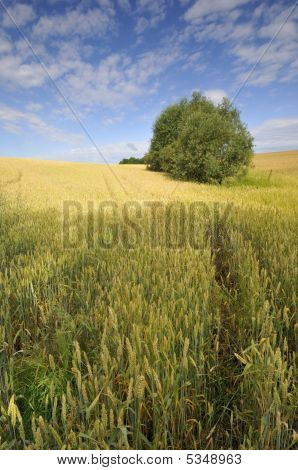 Weizenfeld