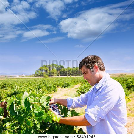 Winemaker oenologist checking bobal wine grapes ready for harvest in Mediterranean