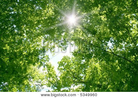 Wald