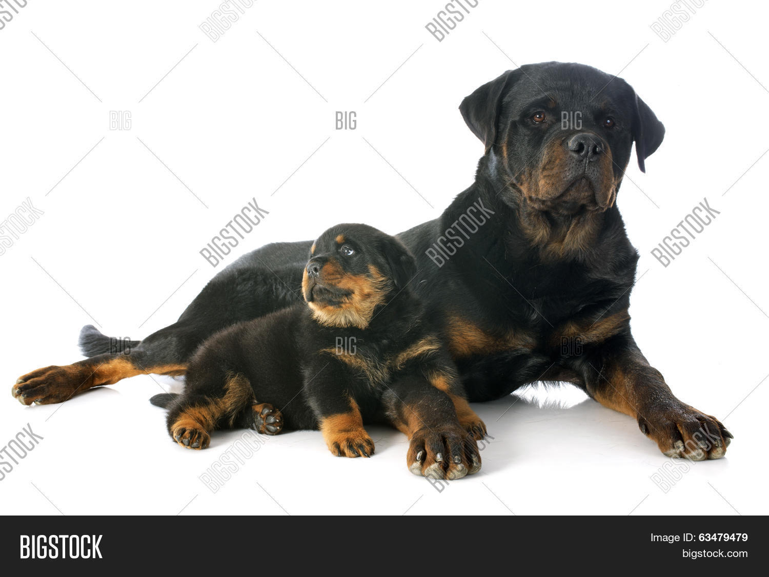 Три ротвейлера. Три ротвейлера. Ротвейлер и доберман. Ротвейлер три года. Ротвейлер щенок 4 месяца.