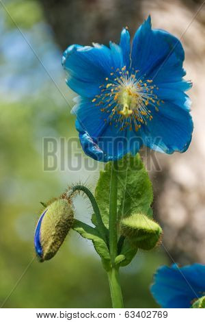 Blue Poppy