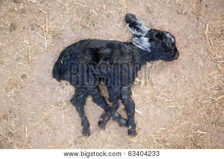 Dead Goatling