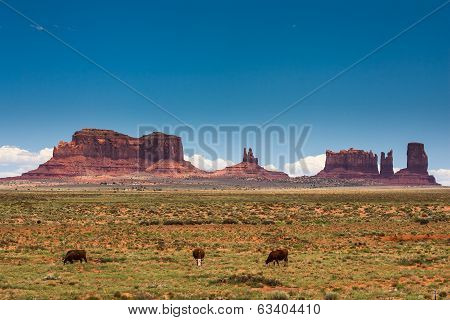 Free Range Cows In Monument Valley Utah