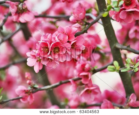 Blooming Spring Tree Flowers