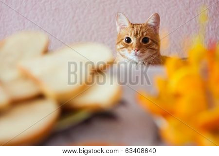 Cat and food