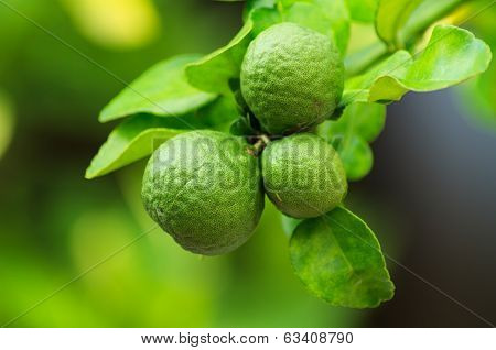 Bergamot