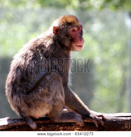 Japanese Macaque Clung To The Branch