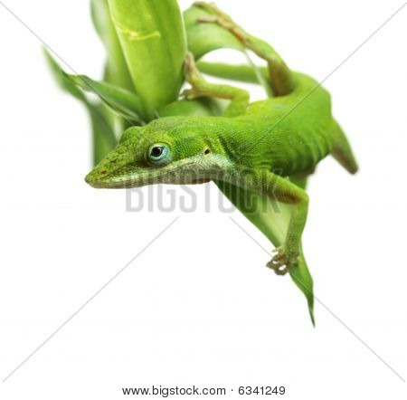 Lagarto Anolis carolinensis