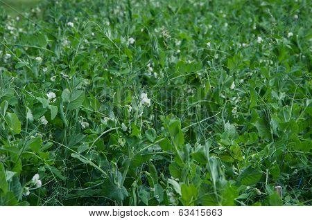 Peas