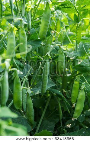 Peas