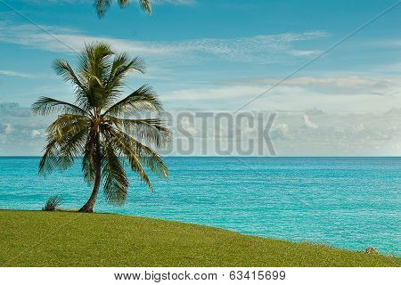 Tree On A Hill
