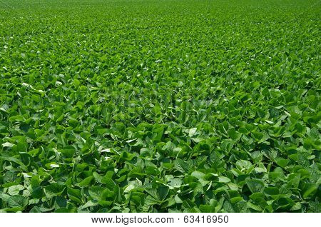 Soybean Field
