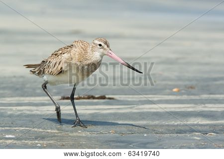 Bar-tailed Godwit Striding Along At The Beach