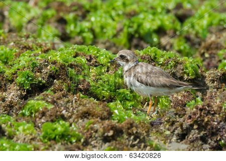 Ringed Plover Standing On Seaweed Covered Rocks At Low Tide