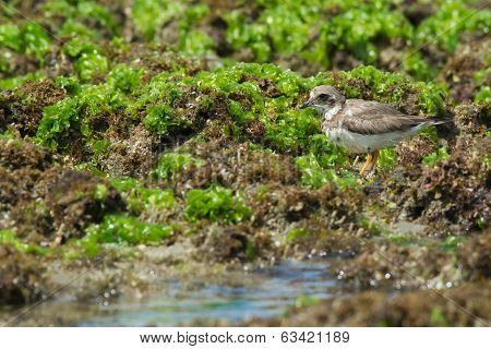 Ringed Plover Standing On Seaweed Covered Rocks By A Tidal Pool