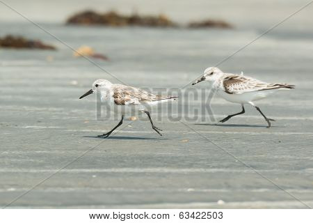 Two Sanderling Running Along The Beach