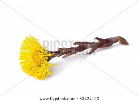 coltsfoot