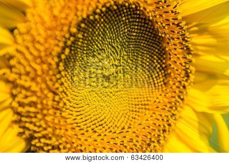 Sunflower Field with blue sky background