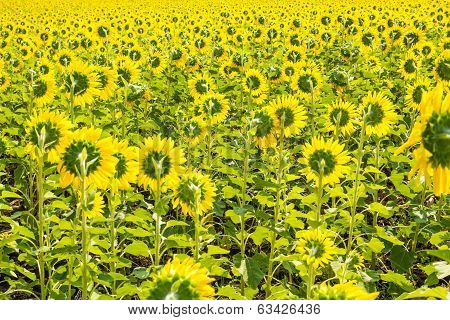 Sunflower Field with blue sky background