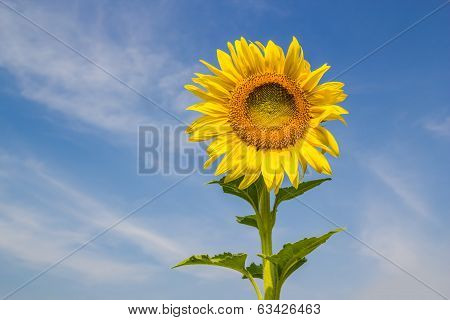 Sunflower Field with blue sky background