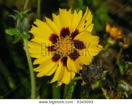 yellow flower