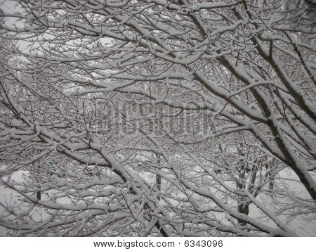 Snowy Branches