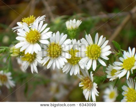 little white flowers