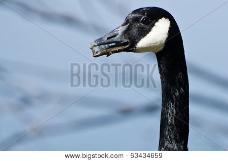 Canada Goose With A Mouth Full Of Yuck