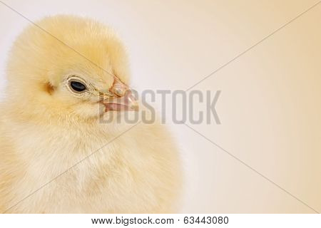 Easter Chicks On Clear Beige Background