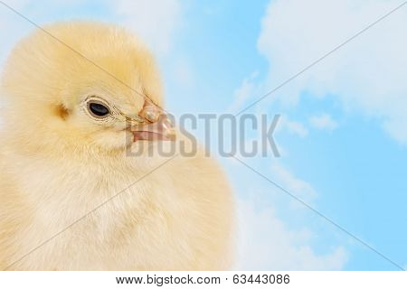 Easter Chick In The Clouds