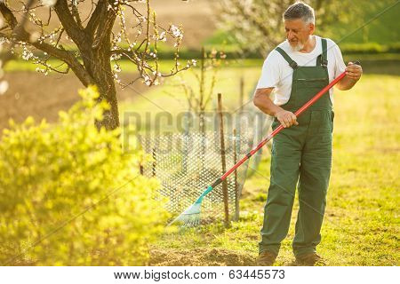 Portrait of a handsome senior man gardening in his garden, on a lovely spring day (color toned image)