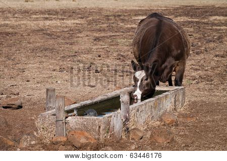 Cow Drinking