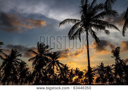 Palm Trees At Sunset Time.