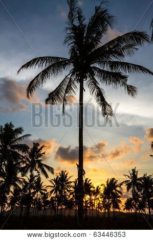 Palm Trees At Sunset Time.