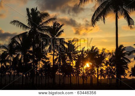 Palm Trees At Sunset Time.