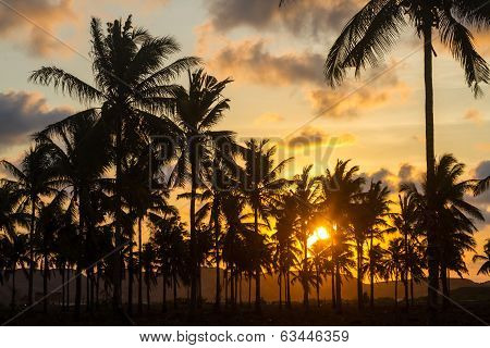 Palm Trees At Sunset Time.