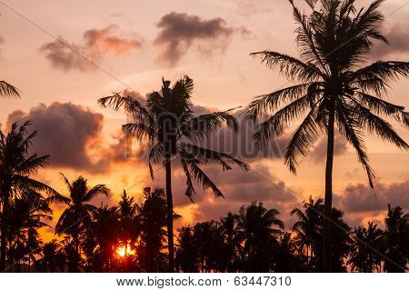 Palm Trees At Sunset Time.