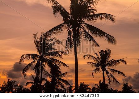 Palm Trees At Sunset Time.