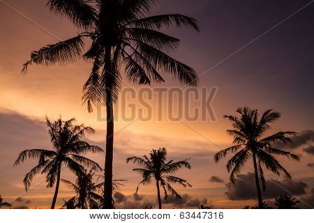 Palm Trees At Sunset Time.