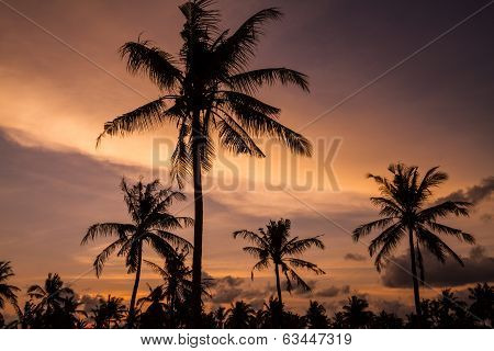 Palm Trees At Sunset Time.
