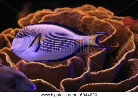 Fischen am Riff