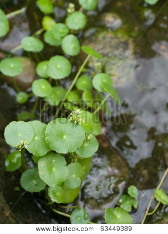 Small Water Plant.