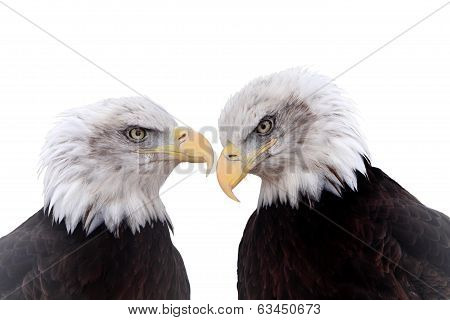 Bald Eagle