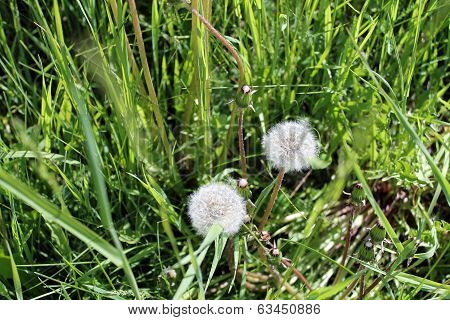 Dandelion