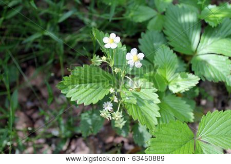 Bush strawberry